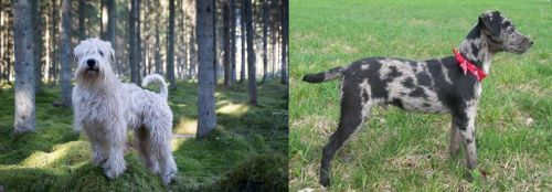 Soft-Coated Wheaten Terrier vs Atlas Terrier - Breed Comparison