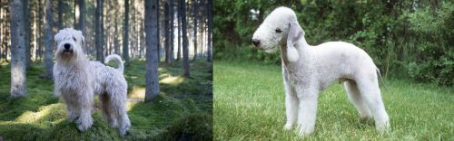 Soft-Coated Wheaten Terrier vs Bedlington Terrier - Breed Comparison