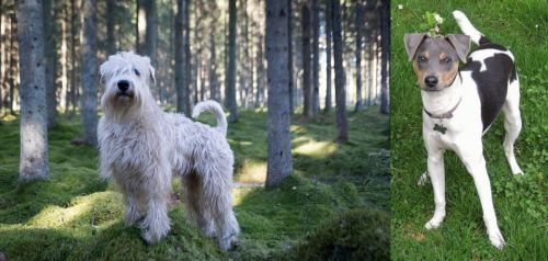 Soft-Coated Wheaten Terrier vs Brazilian Terrier - Breed Comparison