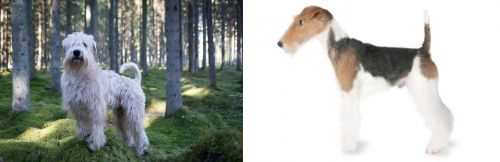 Soft-Coated Wheaten Terrier vs Fox Terrier - Breed Comparison