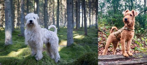 Soft-Coated Wheaten Terrier vs Irish Terrier - Breed Comparison
