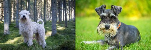 Soft-Coated Wheaten Terrier vs Schnauzer - Breed Comparison