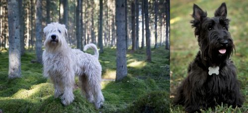 Soft-Coated Wheaten Terrier vs Scoland Terrier - Breed Comparison