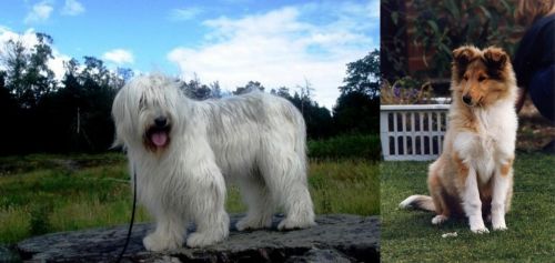 South Russian Ovcharka vs Rough Collie - Breed Comparison