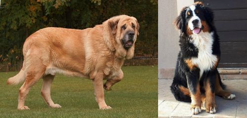 Spanish Mastiff vs Mountain Burmese - Breed Comparison