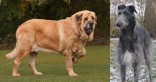 Spanish Mastiff vs Scottish Deerhound - Breed Comparison