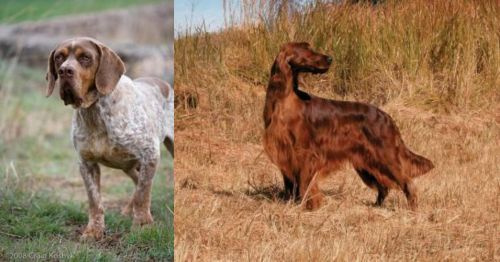 Spanish Pointer vs Irish Setter - Breed Comparison