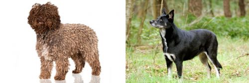 Spanish Water Dog vs Lapponian Herder - Breed Comparison