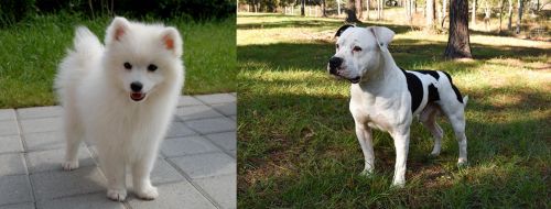 Spitz vs American Bulldog - Breed Comparison