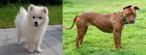 Spitz vs American Pit Bull Terrier - Breed Comparison