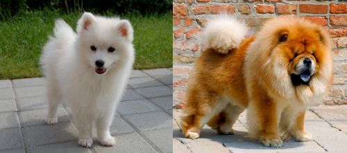 Spitz vs Chow Chow - Breed Comparison