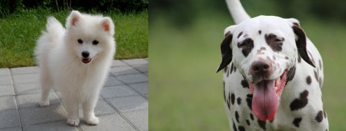 Spitz vs Dalmatian - Breed Comparison