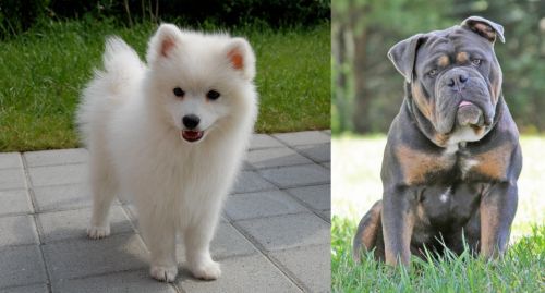 Spitz vs Olde English Bulldogge - Breed Comparison