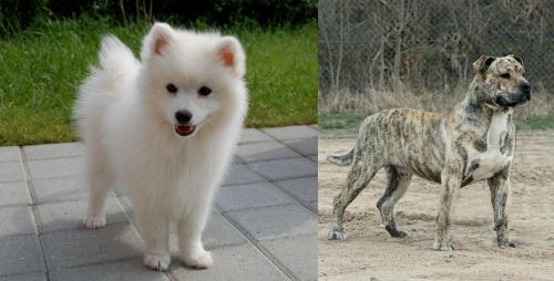 Spitz vs Perro de Presa Mallorquin - Breed Comparison