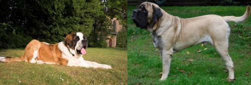 St. Bernard vs English Mastiff - Breed Comparison