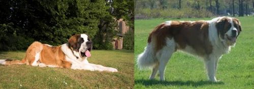 St. Bernard vs Moscow Watchdog - Breed Comparison