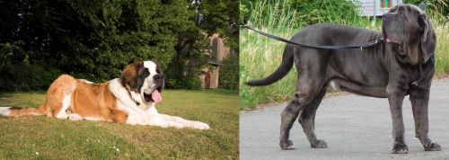 St. Bernard vs Neapolitan Mastiff - Breed Comparison