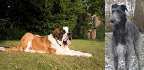 St. Bernard vs Scottish Deerhound - Breed Comparison