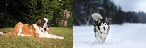 St. Bernard vs Siberian Husky - Breed Comparison