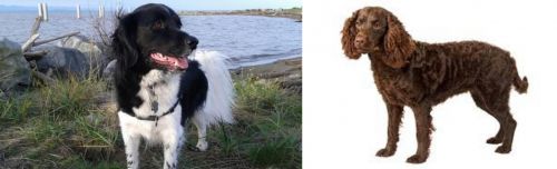 Stabyhoun vs American Water Spaniel - Breed Comparison