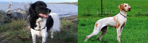 Stabyhoun vs Ariege Pointer - Breed Comparison