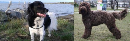 Stabyhoun vs Barbet - Breed Comparison