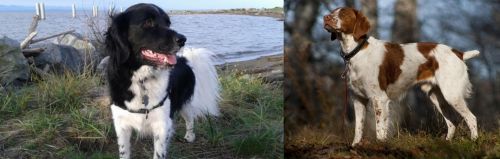 Stabyhoun vs Brittany - Breed Comparison
