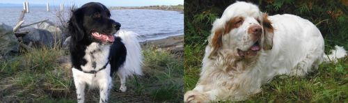 Stabyhoun vs Clumber Spaniel - Breed Comparison