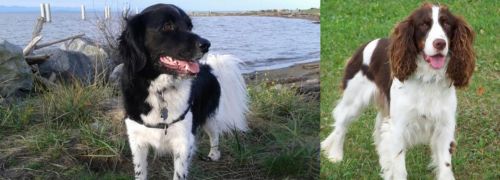 Stabyhoun vs English Springer Spaniel - Breed Comparison