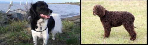 Stabyhoun vs Irish Water Spaniel - Breed Comparison