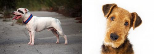 Staffordshire Bull Terrier vs Airedale Terrier
