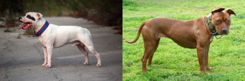 Staffordshire Bull Terrier vs American Pit Bull Terrier