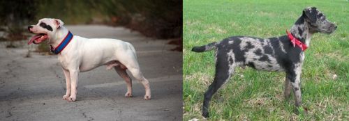 Staffordshire Bull Terrier vs Atlas Terrier - Breed Comparison