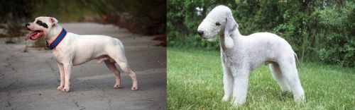Staffordshire Bull Terrier vs Bedlington Terrier - Breed Comparison