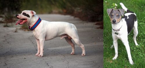 Staffordshire Bull Terrier vs Brazilian Terrier