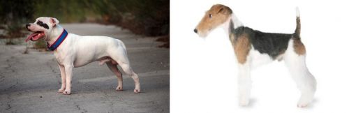 Staffordshire Bull Terrier vs Fox Terrier