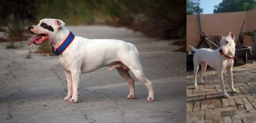 Staffordshire Bull Terrier vs Indian Bull Terrier - Breed Comparison