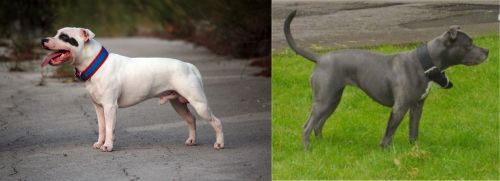 Staffordshire Bull Terrier vs Irish Bull Terrier - Breed Comparison