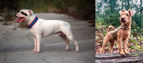 Staffordshire Bull Terrier vs Irish Terrier - Breed Comparison
