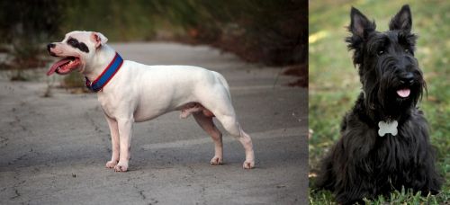 Staffordshire Bull Terrier vs Scoland Terrier