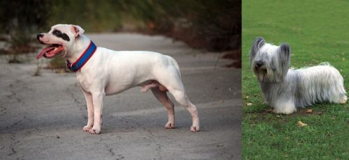 Staffordshire Bull Terrier vs Skye Terrier - Breed Comparison