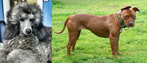 Standard Poodle vs American Pit Bull Terrier - Breed Comparison