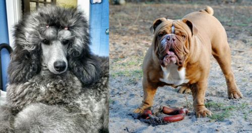 Standard Poodle vs Australian Bulldog - Breed Comparison