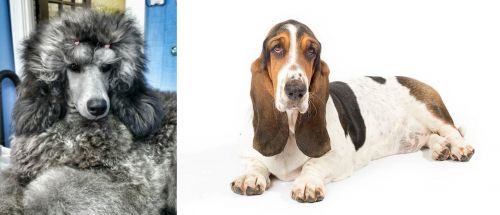 Standard Poodle vs Basset Hound - Breed Comparison