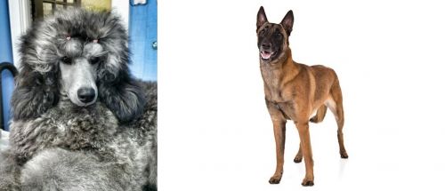 Standard Poodle vs Belgian Shepherd Dog (Malinois) - Breed Comparison