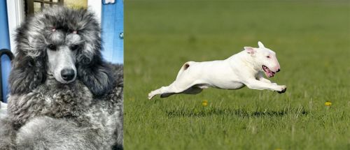 Standard Poodle vs Bull Terrier - Breed Comparison