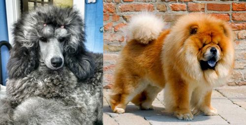Standard Poodle vs Chow Chow - Breed Comparison
