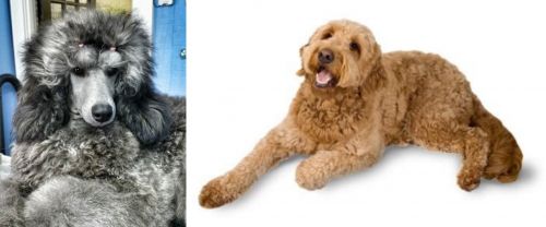 Standard Poodle vs Golden Doodle - Breed Comparison
