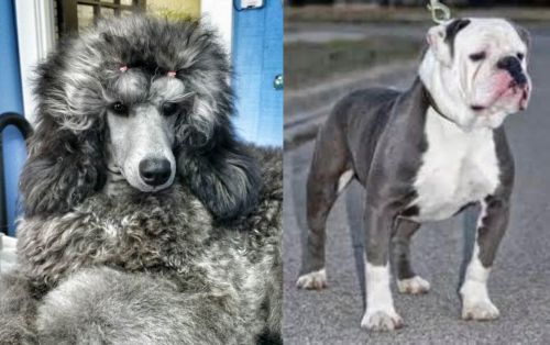 Standard Poodle vs Old English Bulldog - Breed Comparison