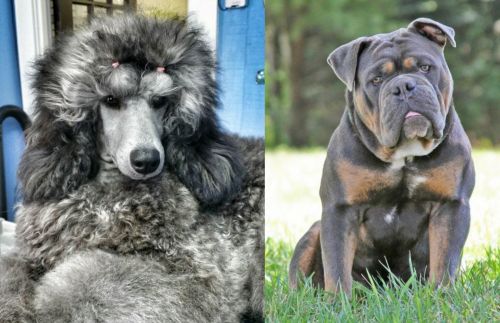 Standard Poodle vs Olde English Bulldogge - Breed Comparison